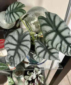 Alocasia Dragon Scale Live Plant – Medium Size Potted Houseplant – Indoor/Outdoor - Image 2