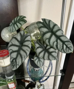 Alocasia Dragon Scale Live Plant – Medium Size Potted Houseplant – Indoor/Outdoor - Image 1