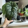 Alocasia Dragon Scale Live Plant - Rare Elephant Ear Tropical Houseplant - Image 1