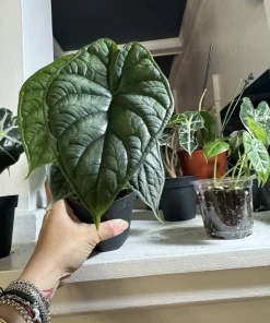 Alocasia Dragon Scale Live Plant - Rare Elephant Ear Tropical Houseplant - Image 1