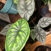 Alocasia Dragon Scale Live Plant – Rare Jewel Indoor Houseplant - Image 1