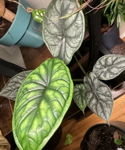 Alocasia Dragon Scale Live Plant – Rare Jewel Indoor Houseplant - Image 1