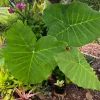 Alocasia Elephant Ear Live Plant - Tropical Foliage for Indoor & Outdoor - Image 1