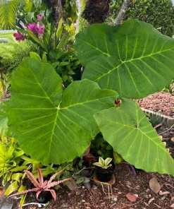 Alocasia Elephant Ear Live Plant - Tropical Foliage for Indoor & Outdoor - Image 1