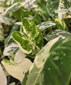 Alocasia Frydek Albo Variegated Live Plant - Rare Green Velvet Elephant Ear Indoor - Image 2