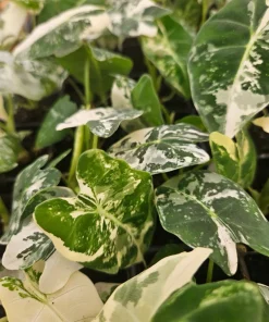 Alocasia Frydek Albo Variegated Live Plant - Rare Green Velvet Elephant Ear Indoor - Image 3