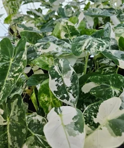 Alocasia Frydek Albo Variegated Live Plant - Rare Green Velvet Elephant Ear Indoor - Image 4