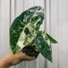 Alocasia Frydek Albo Variegated Live Plant - Rare Green Velvet Elephant Ear Houseplant - Image 1