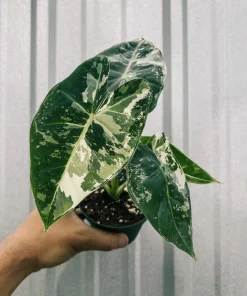 Alocasia Frydek Albo Variegated Live Plant - Rare Green Velvet Elephant Ear Houseplant - Image 1