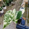 Alocasia Frydek Albo Variegated Live Plant - Rare Green Velvet Elephant Ear Indoor - Image 1