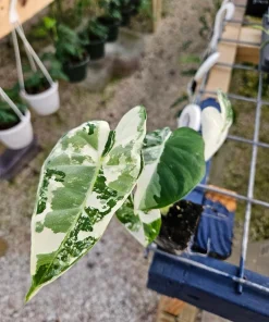 Alocasia Frydek Albo Variegated Live Plant - Rare Green Velvet Elephant Ear Indoor - Image 1