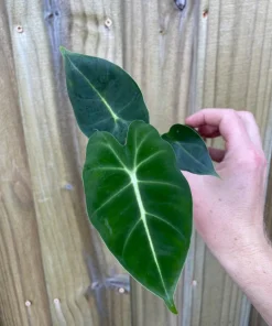 Alocasia Frydek Green Velvet Live Plant - 2 Pack, 5-9 Inches Tall, Indoor Air-Purifying - Image 2