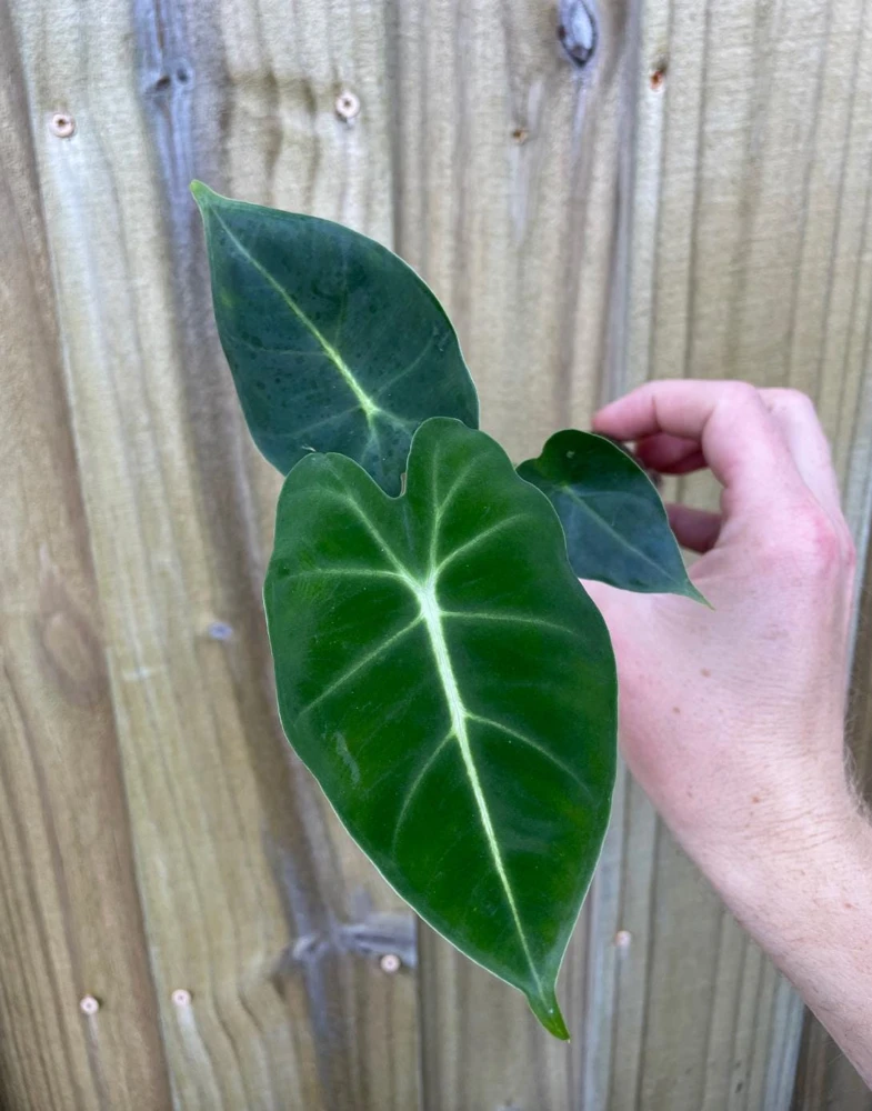 Alocasia Frydek Green Velvet Live Plant - 2 Pack, 5-9 Inches Tall, Indoor Air-Purifying - Image 2