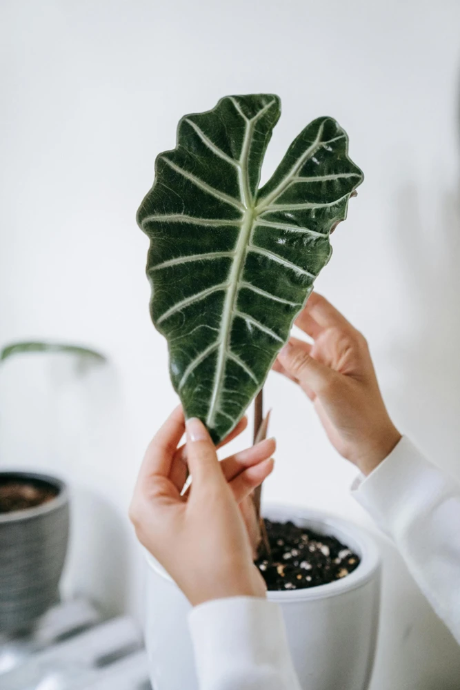 Alocasia Frydek Green Velvet Live Plant - 2 Pack, 5-9 Inches Tall, Indoor Air-Purifying - Image 3