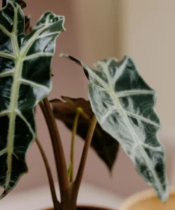 Alocasia Frydek Green Velvet Live Plant - 2 Pack, 5-9 Inches Tall, Indoor Air-Purifying - Image 4