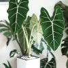 Alocasia Frydek Green Velvet Live Plant - 2 Pack, 5-9 Inches Tall, Indoor Air-Purifying - Image 1