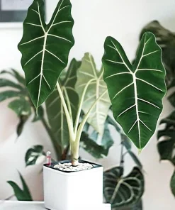 Alocasia Frydek Green Velvet Live Plant - 2 Pack, 5-9 Inches Tall, Indoor Air-Purifying - Image 1