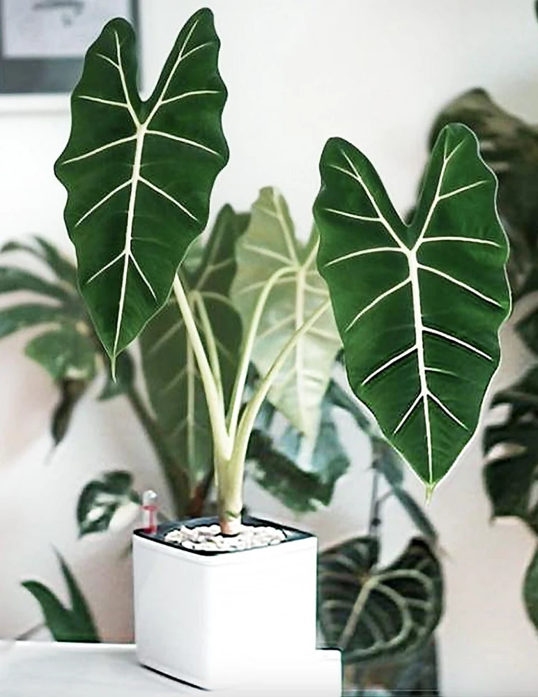 Alocasia Frydek Green Velvet Live Plant - 2 Pack, 5-9 Inches Tall, Indoor Air-Purifying - Image 1