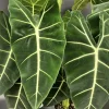 Alocasia Frydek Live Plant – Exotic Indoor Aroid – Collector's Plant - Image 1