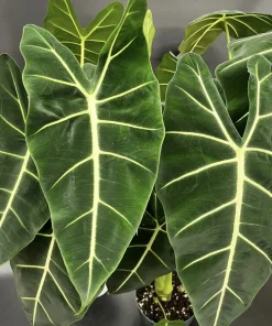 Alocasia Frydek Live Plant – Exotic Indoor Aroid – Collector's Plant - Image 1