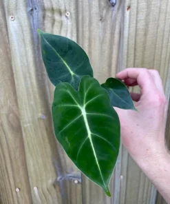 Alocasia Frydek Live Plant – Green Velvet Elephant Ear – 5-9 Inches Tall – Indoor Houseplant - Image 2