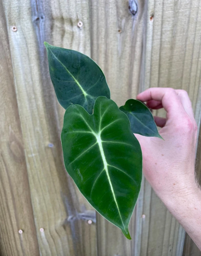 Alocasia Frydek Live Plant – Green Velvet Elephant Ear – 5-9 Inches Tall – Indoor Houseplant - Image 2