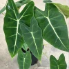 Alocasia Frydek Live Plant – Green Velvet Elephant Ear – Tropical Houseplant - Image 1