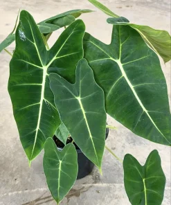 Alocasia Frydek Live Plant – Green Velvet Elephant Ear – Tropical Houseplant - Image 1