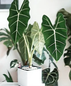 Alocasia Frydek Live Plant – Green Velvet Elephant Ear – 5-9 Inches Tall – Indoor Houseplant - Image 3