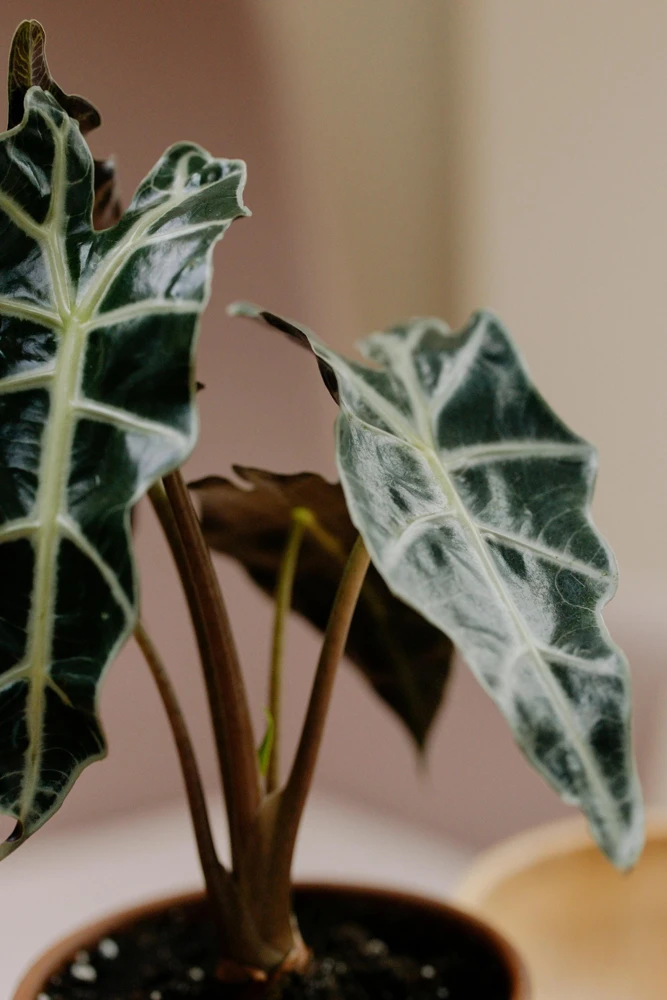 Alocasia Frydek Live Plant – Green Velvet Elephant Ear – 5-9 Inches Tall – Indoor Houseplant - Image 4