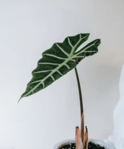 Alocasia Frydek Live Plant – Green Velvet Elephant Ear – 5-9 Inches Tall – Indoor Houseplant - Image 5