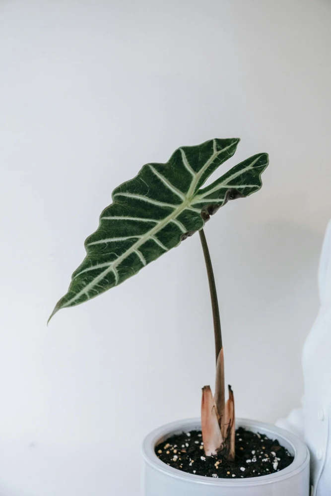 Alocasia Frydek Live Plant – Green Velvet Elephant Ear – 5-9 Inches Tall – Indoor Houseplant - Image 5