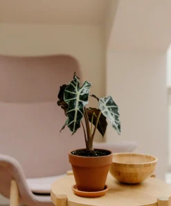 Alocasia Frydek Live Plant – Green Velvet Elephant Ear – 5-9 Inches Tall – Indoor Houseplant - Image 6