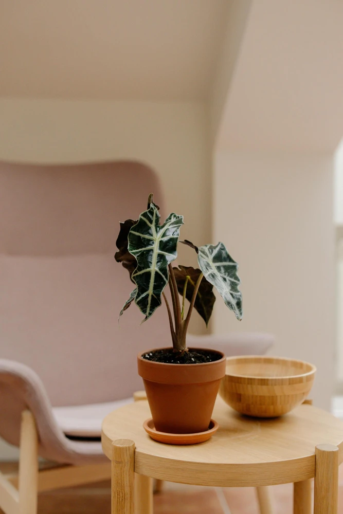 Alocasia Frydek Live Plant – Green Velvet Elephant Ear – 5-9 Inches Tall – Indoor Houseplant - Image 6