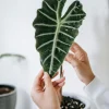 Alocasia Frydek Live Plant – Green Velvet Elephant Ear – 5-9 Inches Tall – Indoor Houseplant - Image 1
