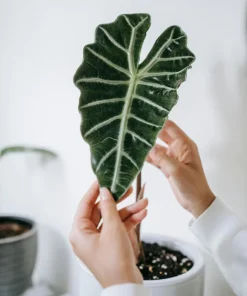 Alocasia Frydek Live Plant – Green Velvet Elephant Ear – 5-9 Inches Tall – Indoor Houseplant - Image 1