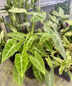 Alocasia Frydek Live Plant - Green Velvet Elephant Ear Houseplant - Image 1