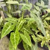 Alocasia Frydek Live Plant – Potted Houseplant – Indoor Greenery - Image 1