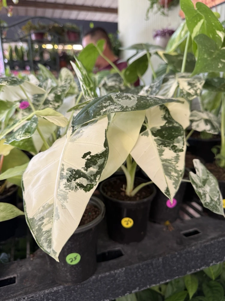 Alocasia Frydek Variegated Live Plant | Rare Indoor Houseplant - Image 2