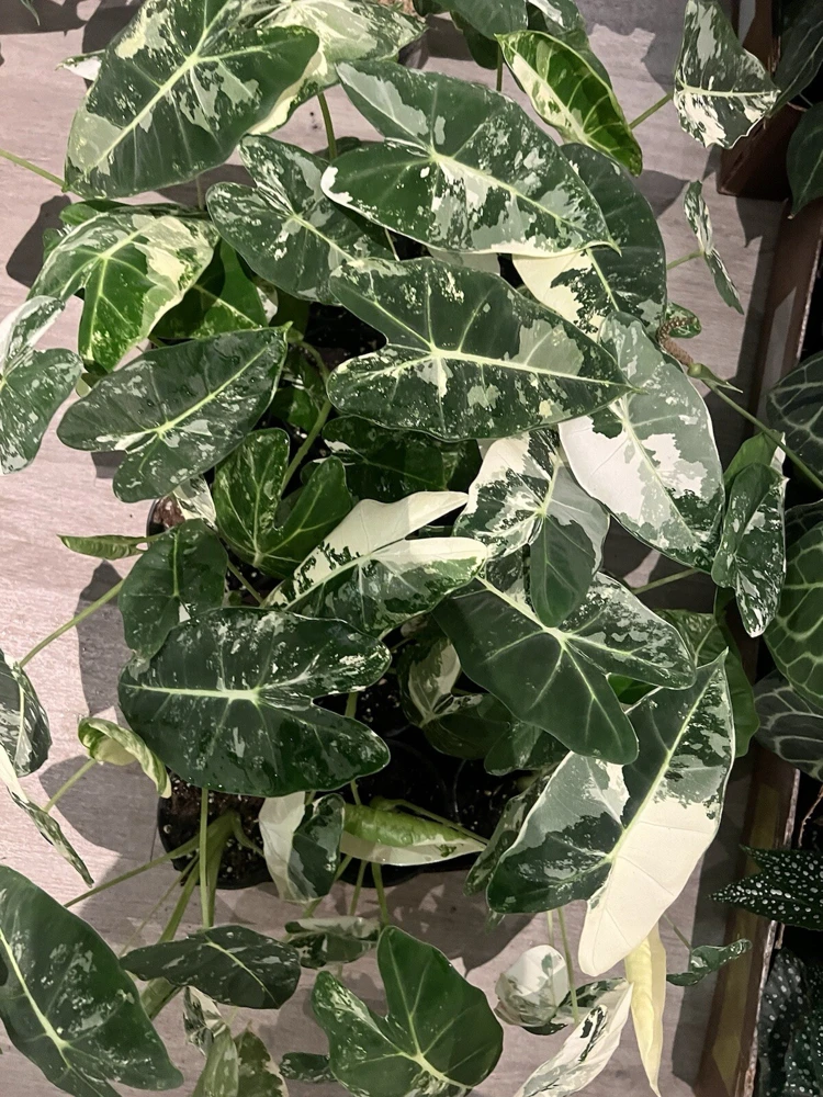 Alocasia Frydek Variegated Live Plant | Rare Indoor Houseplant - Image 1