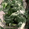 Alocasia Frydek Variegated Live Plant - Rare Green Velvet Elephant Ear Houseplant - Image 1