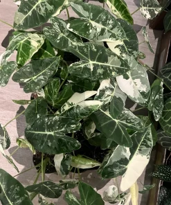 Alocasia Frydek Variegated Live Plant - Rare Green Velvet Elephant Ear Houseplant - Image 1