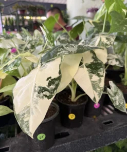 Alocasia Frydek Variegated Live Plant - Rare Green Velvet Elephant Ear Houseplant - Image 2
