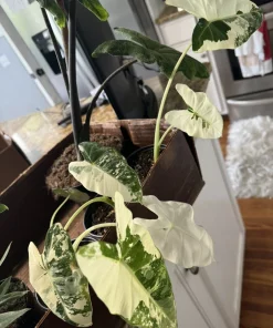 Alocasia Frydek Variegated Live Plant – Rare Green Velvet Elephant Ear Houseplant - Image 2