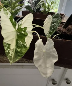 Alocasia Frydek Variegated Live Plant – Rare Green Velvet Elephant Ear Houseplant - Image 3