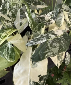 Alocasia Frydek Variegated Live Plant - Rare Green Velvet Elephant Ear Houseplant - Image 3