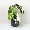 Alocasia Frydek Variegated Live Plant - Rare Green Velvet Elephant Ear Houseplant - Image 1