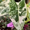 Alocasia Frydek Variegated Live Plant – Rare Green Velvet Elephant Ear Houseplant - Image 1