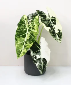Alocasia Frydek Variegated Live Plant - Rare Indoor Aroid - Image 1