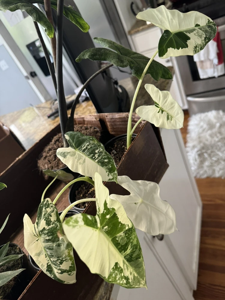 Alocasia Frydek Variegated Live Plant - Rare Indoor Houseplant - Image 2
